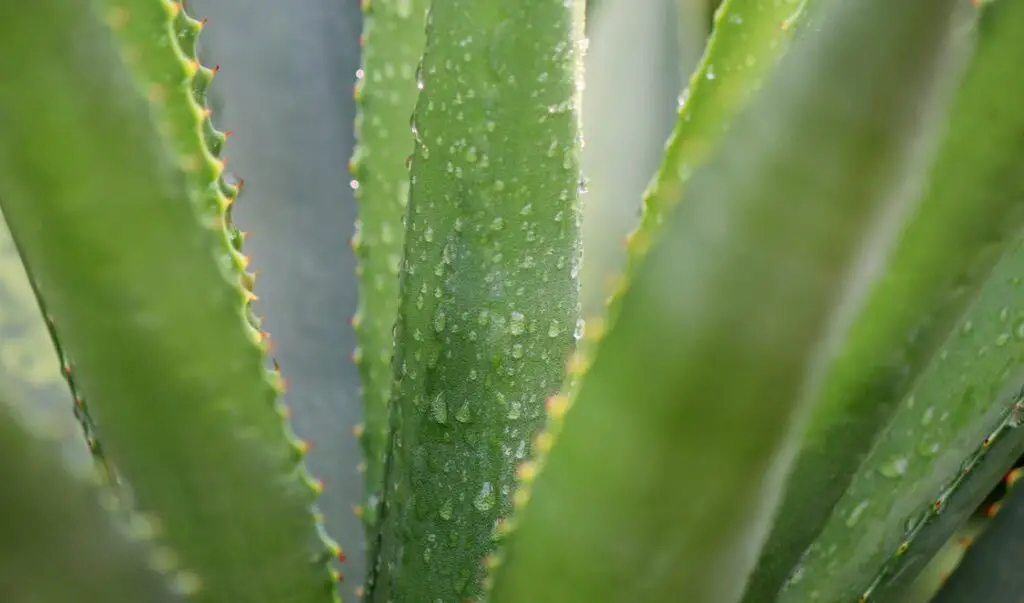 Aloe Vera Plantation in Curaçao, Caraloe