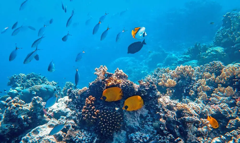 Coral reef - Curaçao - Underwater - Exploringcuracao.com 