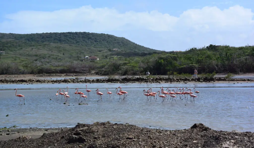 Flamingo sanctuary Curaçao near St. Willibrordus Williwood in Bandabou