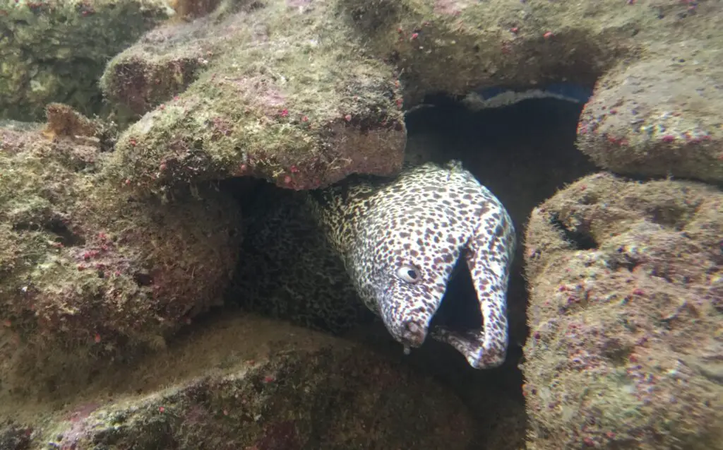 Moray eel - Murenen - Morena - Murena - Curaçao - exploringcuracao.com