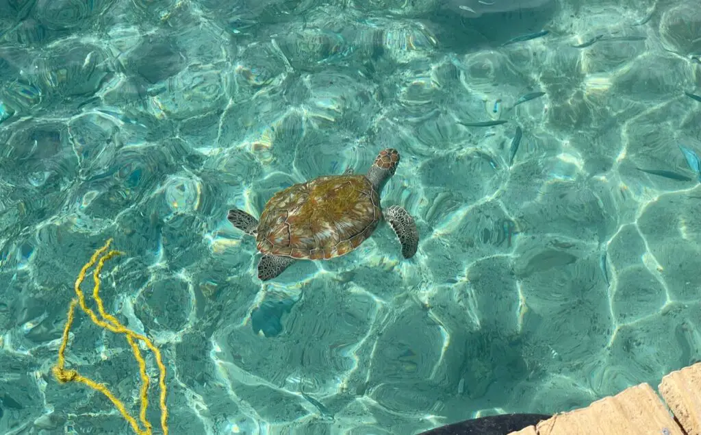 Sea turtles - Playa Grandi - Curaçao - Snorkeling