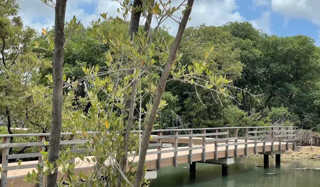 Mangrove park Curaçao