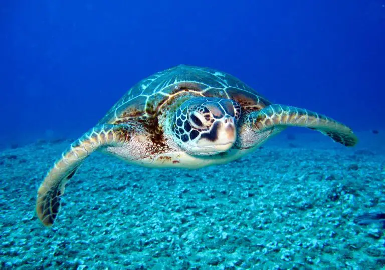 Underwater Swimming Turtle at the beach in Curacao - Swimming - Sea turtles - Playa Grandi - Playa Piskado Willemstad Curacao. Island of Curaçao - exploringcuracao.com