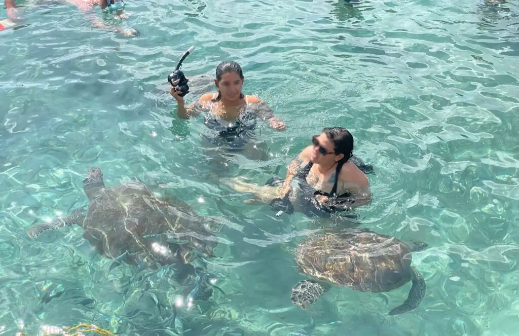 Turtle beach - Curaçao - Swimming with sea turtles