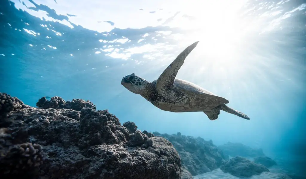 Swimming - Sea Turtles - Curaçao - Playa Piskado