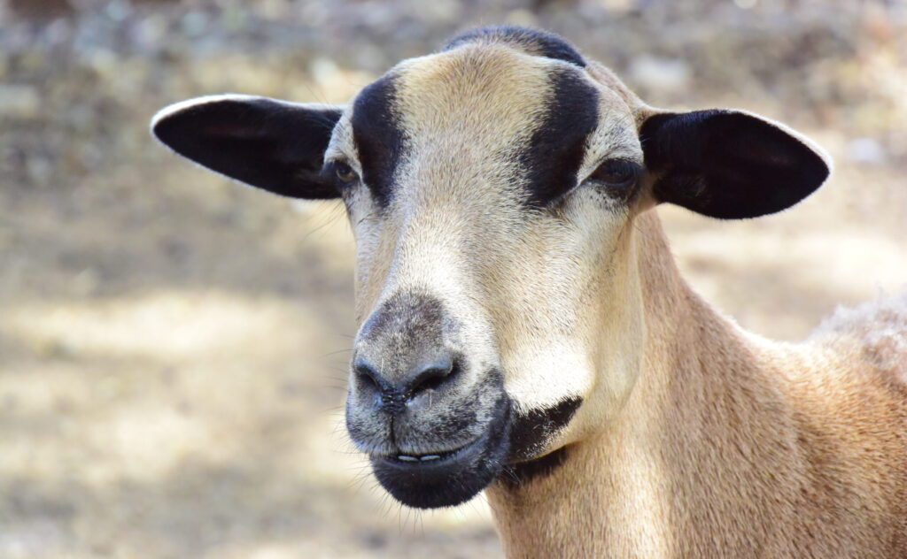 Curaçao Kabritu Goat Williwood Geit 