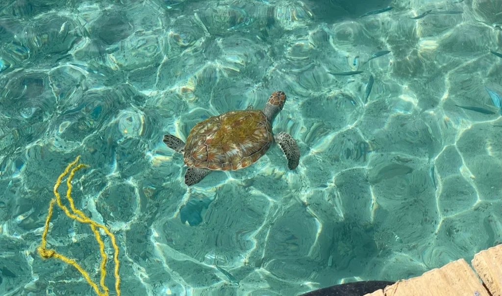 Playa Piskado near the Cruise Port in Curaçao. Book a shore excursion to swim with turtles