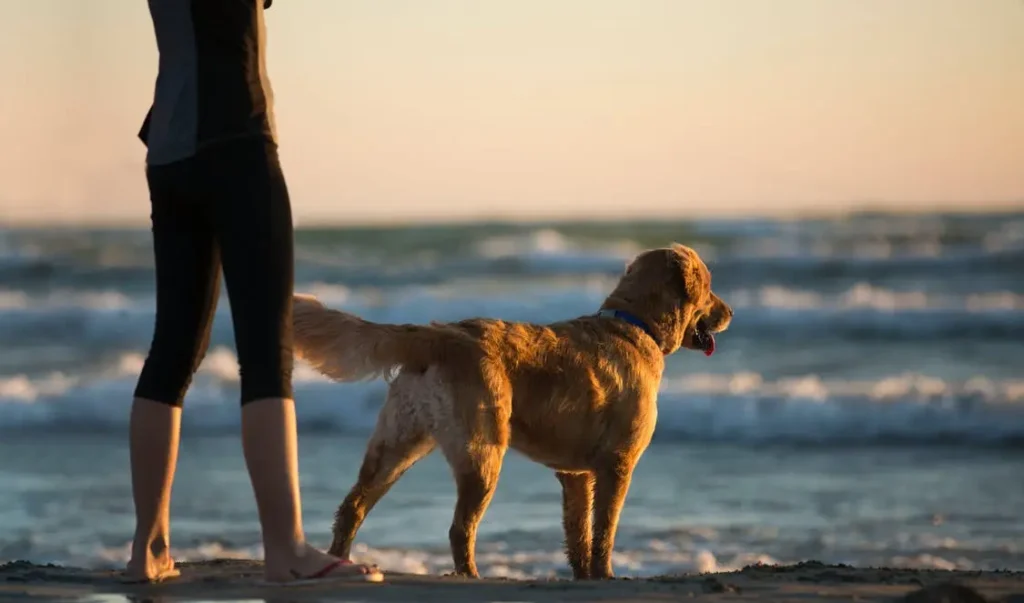 Brining pets to Curaçao