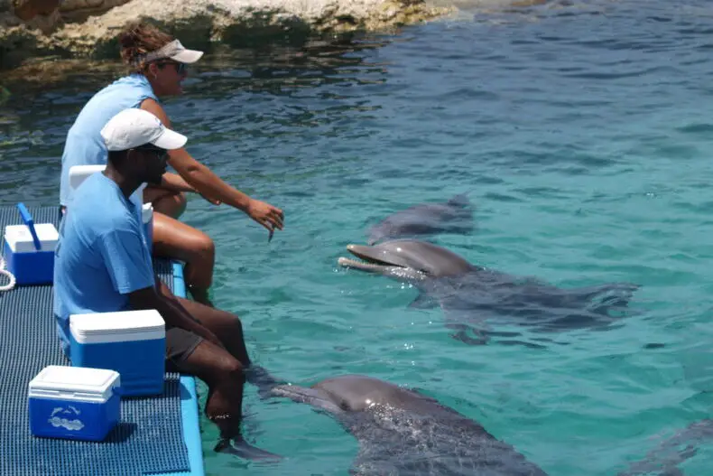 Curacao Sea Aquarium Dolphin Academy swimming with dolphins