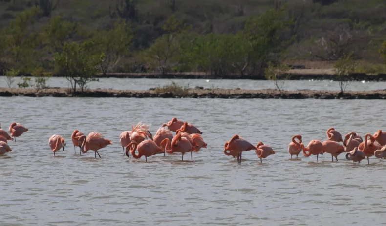 Tour to see flamingos in Curaçao