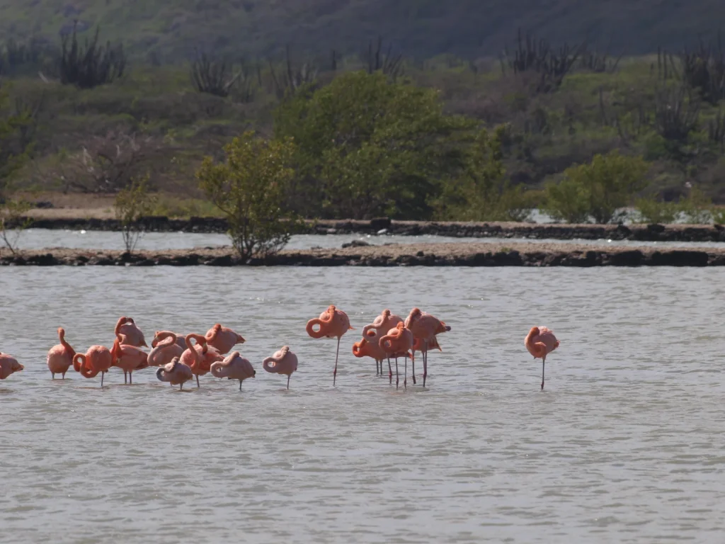 Flamingos in Curaçao Jan Kok