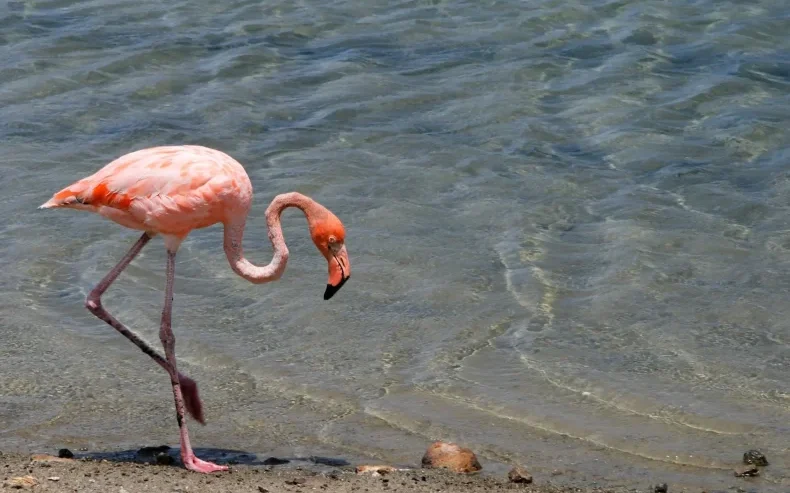 Flamingo Sanctuary Curaçao Willibrordus