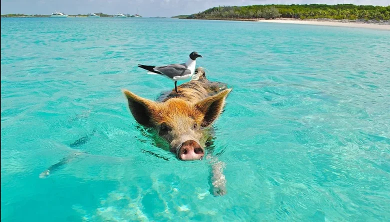 Beach with pigs in Curaçao 