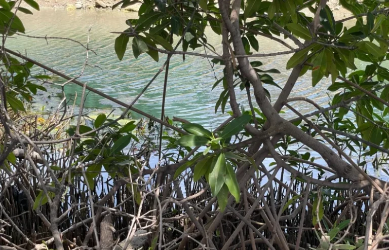 Curaçao Rif Mangrove Park next to Corendon resort and Cruise Port