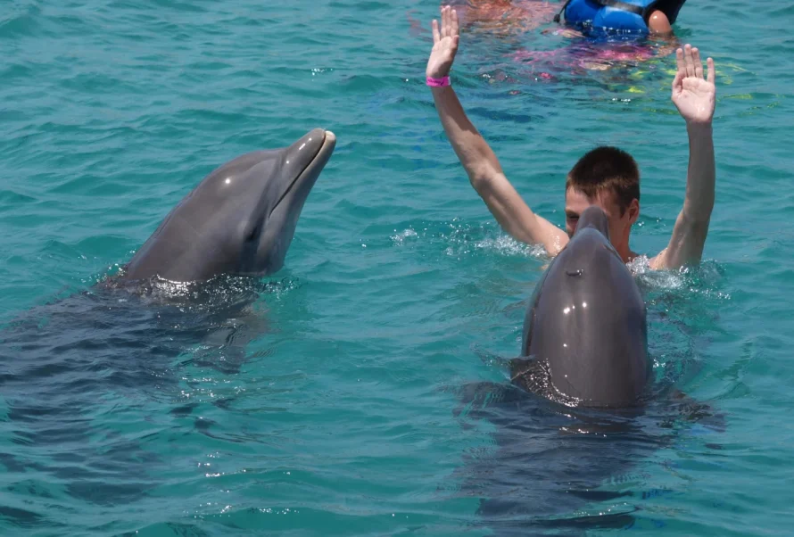 Swimming with dolphins in Curaçao