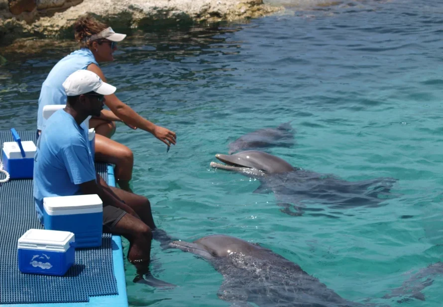 Dolphin Academy Curaçao.