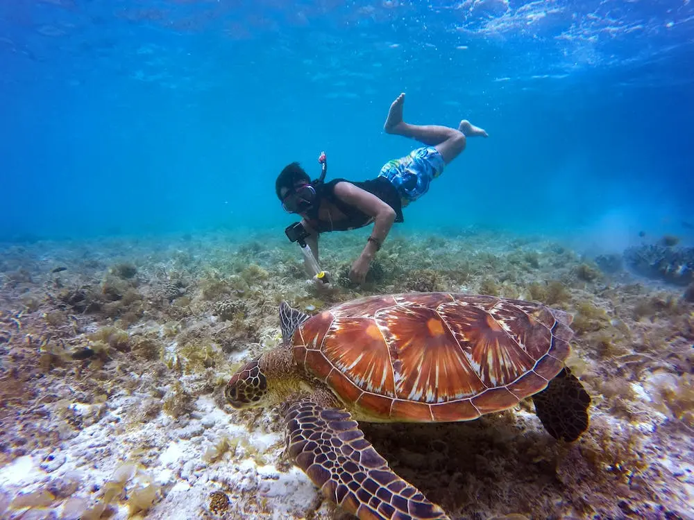 Snorkeling in Curaçao tour location with sea turtles
