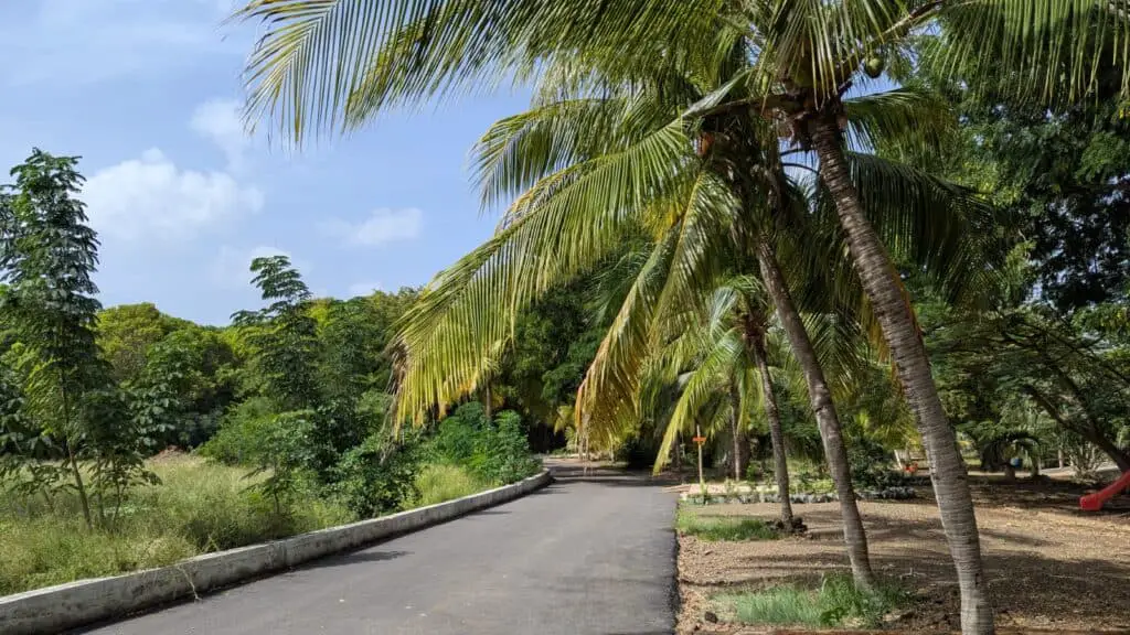 Palm garden Hofi Mango